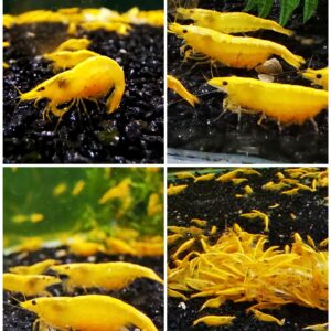 YELLOW - 1.5-2.0 CM